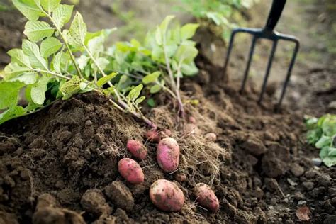 Potato Plant Spacing: How Far Apart to Plant? | TheBestGardeningInfo