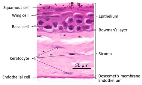 Corneal Epithelium Layers