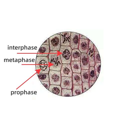 Mitosis Prophase Microscope