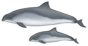 What's the difference between dolphins and porpoises?