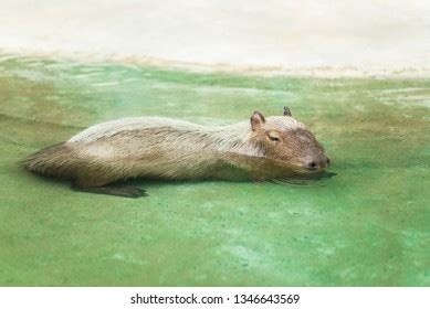 487 Capybara sleeping 图片、库存照片和矢量图 | Shutterstock