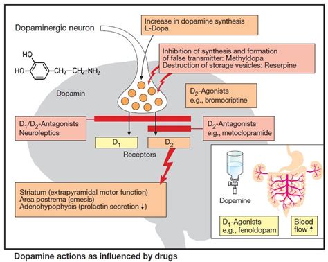 View in full resolution Medical News, Antagonist, Pharmacology, Neurons, Drugs, Medicine, Action ...