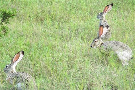 Black-Tailed Jackrabbit – Fossil Rim Wildlife Center