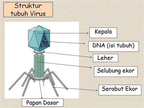 Struktur tubuh Virus T