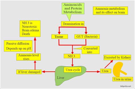 What Causes High Ammonia Levels In Water at Jerry Hutcheson blog