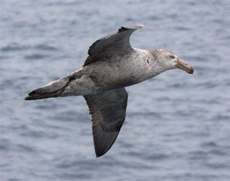 File:Pétrel de Hall - - Northern Giant Petrel.jpg - Wikimedia Commons