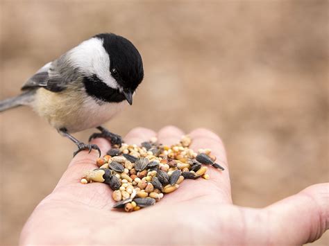 10 Basic feeding tips for birds - Stodels