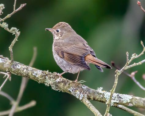 Hermit Thrush