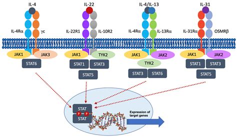 Pharmaceutics | Free Full-Text | Efficacy and Safety of JAK1 Inhibitor Abrocitinib in Atopic ...