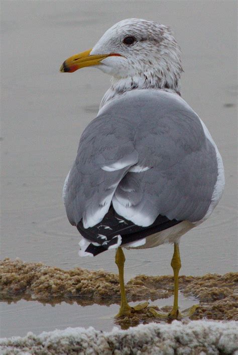 California Gull | San Diego Bird Spot