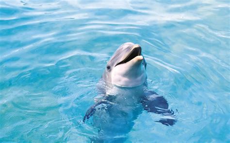 Free Dolphin Desktop Wallpapers - Wallpaper Cave