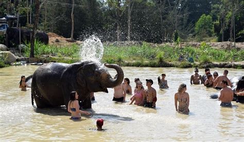 Phuket Elephant Sanctuary Visit (Half Day) - Trazy, Your Travel Shop ...