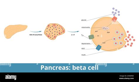 Pancreas: beta cells. β-cells are a type of cell found in pancreatic islets that synthesize and ...