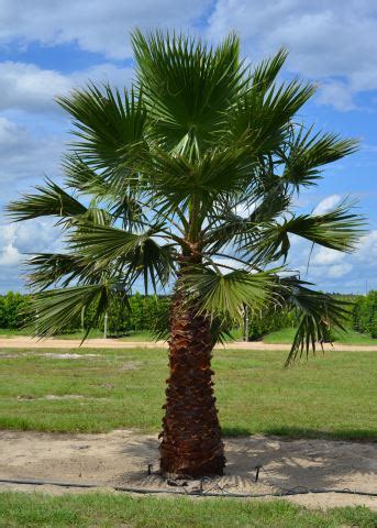 Washingtonia Palm – Cherrylake