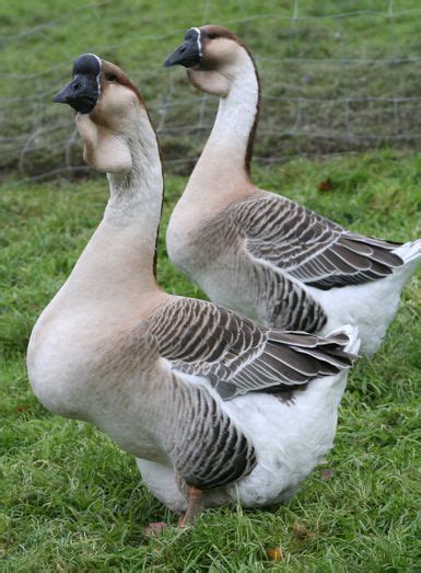 African geese | Geese breeds, Pet birds, Beautiful birds