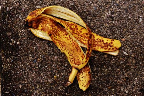 Banana Peel Compost | Debunking Myths - Gardening Latest