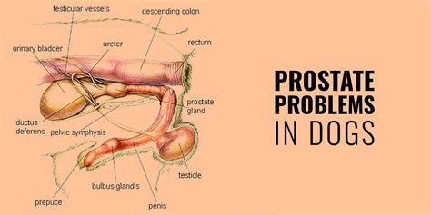 Prostate Problems in Dogs – Hypertrophy, Prostatitis, Cancer & Cysts