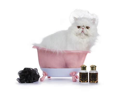 The Ultimate Persian Cat Grooming Guide - LOL Cats