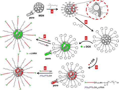 Surface engineered approach for the preparation of mesoporous silica... | Download Scientific ...