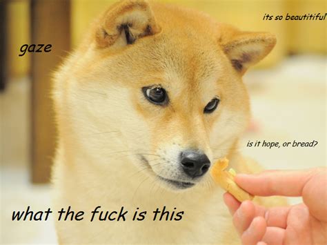 [Image - 582552] | Doge | Know Your Meme