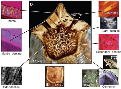 GEOL 104 Thescelosauridae and Ornithopoda: Beaks, bills & crests