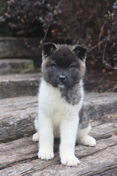 Akita Puppies for Sale | Buckeye Puppies