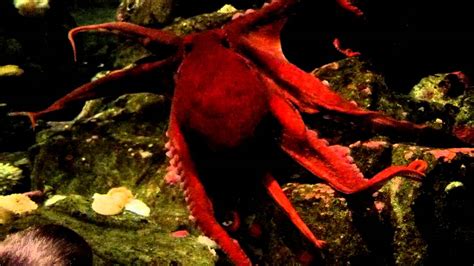 Amazing octopus at Seattle Aquarium - YouTube