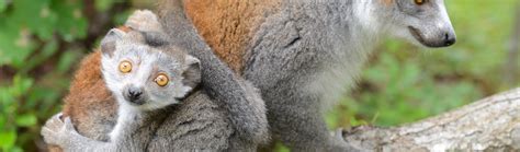 Conservation Breeding Program - Duke Lemur Center