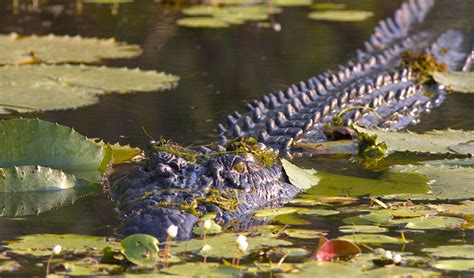 Climate change to affect crocodile population size, scientists say - Australian Geographic