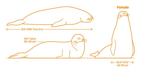 Southern Elephant Seal (Mirounga leonina) Dimensions & Drawings ...