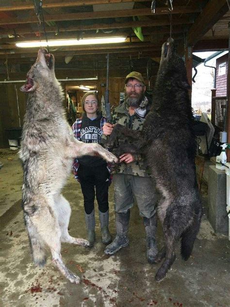 Wolf Hunting | Montana Hunting Outfitter