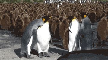 Penguin Slap GIFs - Find & Share on GIPHY