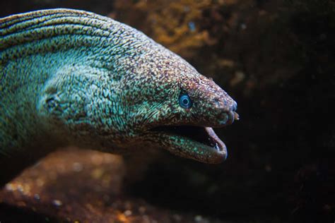 Types Of Eels: 8 Of The Best Freshwater And Saltwater Eels