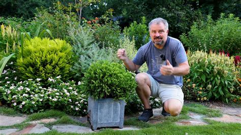 Lots of Dwarf Evergreen Low Maintenance Shrubs for Foundation Planting ...