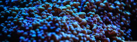 Wallpaper : nature, blue, underwater, coral reef, sea anemones, macro photography, invertebrate ...