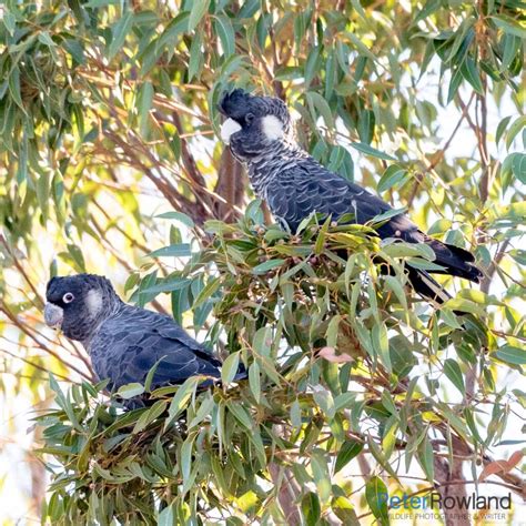 Carnaby's Black-Cockatoo - Peter Rowland Photographer & Writer