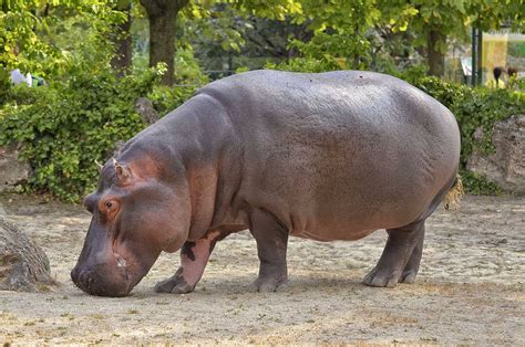 Hippo | Animals | Bali Safari Park