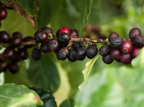 Coffee Plant Fri Jun 15, 2007 | Nikon 70-210mm macro lens - … | Flickr