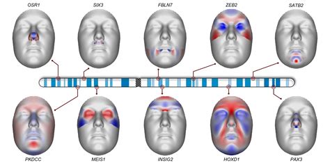 Scientists Reveal Genetic Map of Human Face