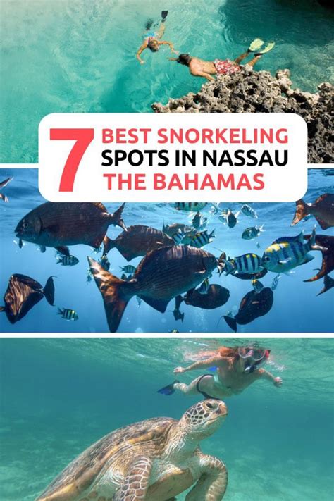 Best Island In Bahamas For Snorkeling - Best Chocolate Brands