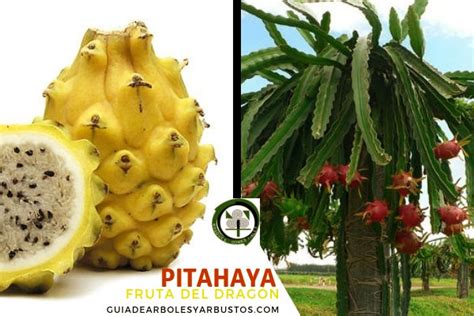 GUÍA DE ÁRBOLES Y ARBUSTOS DE LOS BOSQUES COMESTIBLES: Pitaya, Pitahaya Fruta del Dragón