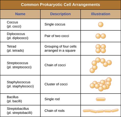 3.3: Unique Characteristics of Prokaryotic Cells - Biology LibreTexts