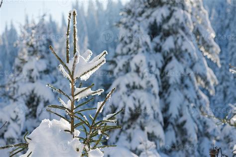 pine tree forest background covered with fresh snow 11271798 Stock ...