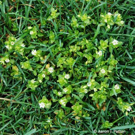 Common Chickweed | Purdue University Turfgrass Science at Purdue University