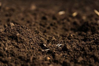 Tips & Information about Soil, Fixes & Fertilizers - Gardening Know How