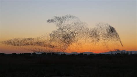 "Very Impressive Starling Murmurations" by Daniel Biber | World ...