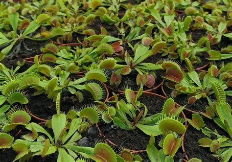 How to Care for Carnivorous Plants? - Carnivorous Plant Club