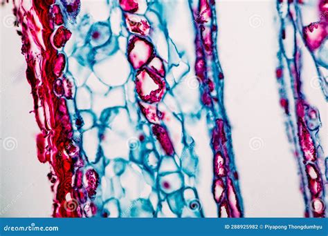 Plant Tissues Under the Microscope in the Laboratory. Stock Photo ...