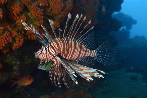 12 Gorgeous Animals of the Coral Reef