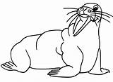 Walrus 14 Coloring Page  Free Printable Pages For Kids sketch template